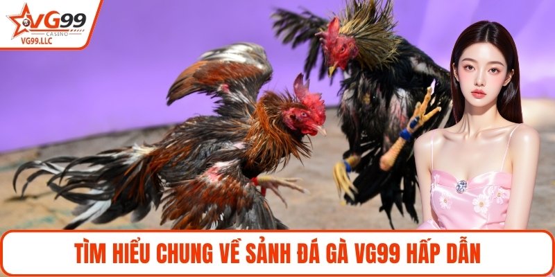 Tìm hiểu chung về sảnh đá gà VG99 hấp dẫn